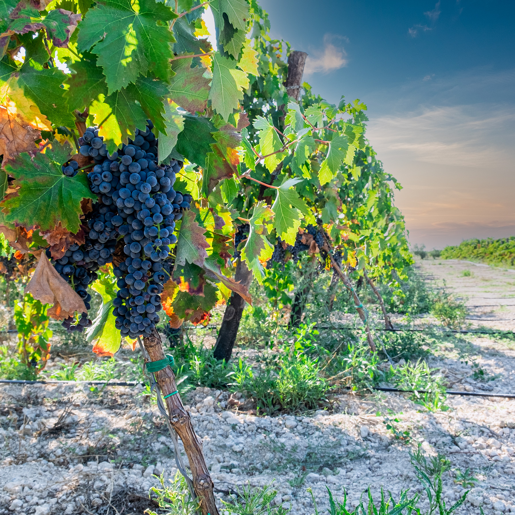 PREMIATE LE ETICHETTE DI PODERE29 - Natoconlavaligia